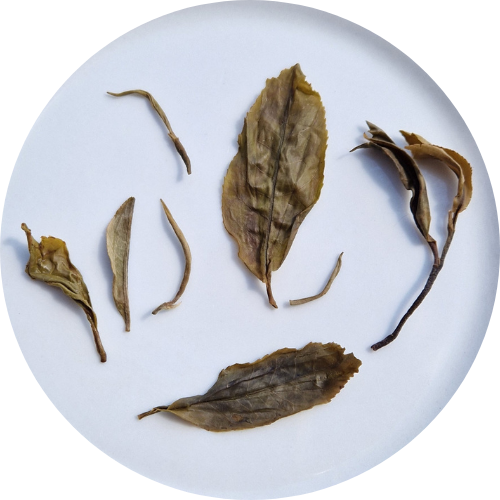 "Chevaucher le Tigre" - Bai Ying Shan - Gushu Sheng Pu erh - Récolte 2022 (200g)