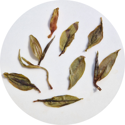 "Alice" - Da Xue Shan - Sheng Pu erh - Récolte 2023 (70g)