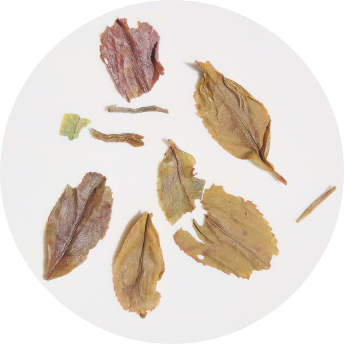 "Kim" - Darjeeling Spring Ruby - Domaine Arya - Première Récolte 2025 (70g)